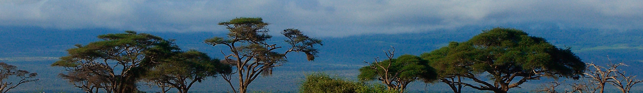 Kilimanjaro